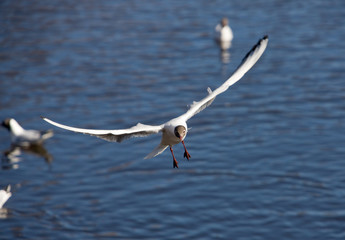 wings