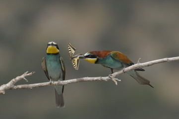 Bee-eater, Merops apiaster - the marriage period