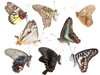 vue latérale de la collection de papillons