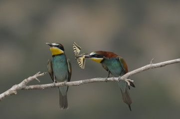 Bee-eater, Merops apiaster - the marriage period