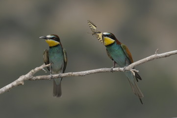 Bee-eater, Merops apiaster - the marriage period