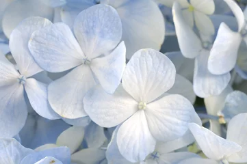 Washable wall murals Hydrangea Close up Light blue hydrangea flower