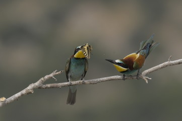 Bee-eater, Merops apiaster - the marriage period