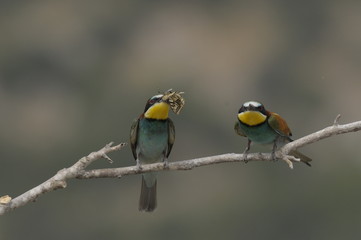 Bee-eater, Merops apiaster - the marriage period