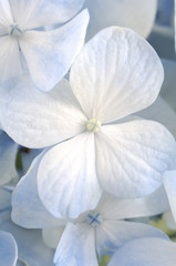 Fototapeta premium Jasnoniebieskie kwiaty hortensji