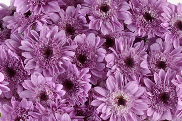 pink daisy flowers background