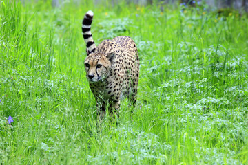 gepard © www.tierfilmer.info