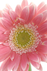 center of Sunflower close up