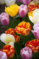 Tulips