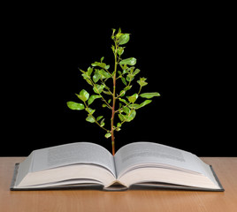 Tree growing from open book