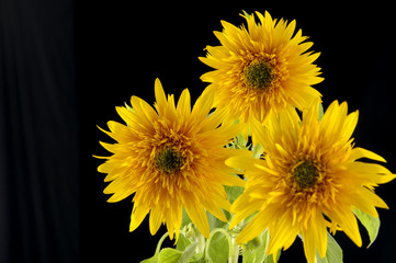 Close up of bright sunflower