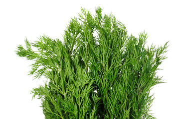 Green dill branches is isolated