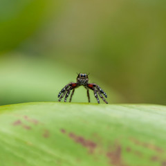 portrait jumping spider