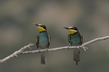 Bee-eater, Merops apiaster - the marriage period
