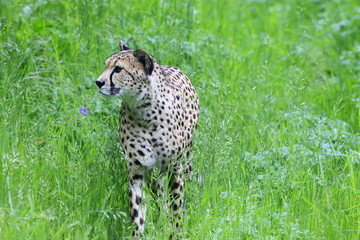 gepard © www.tierfilmer.info