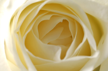 Center of white rose