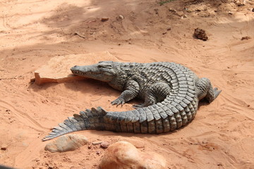 Crocodile sur sol rougeâtre