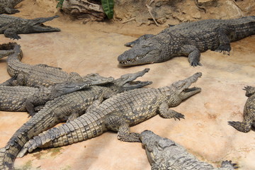 Rassemblement de crocodiles