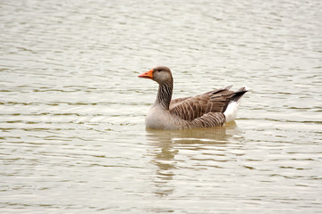 Greylag goose floating on lake