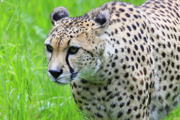 gepard