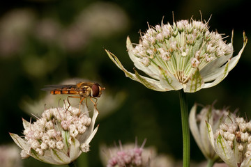 Hoverfly