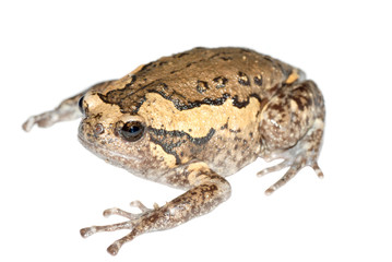 Fototapeta premium animal frog