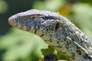 Monitor Lizard