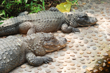 Chinese alligator