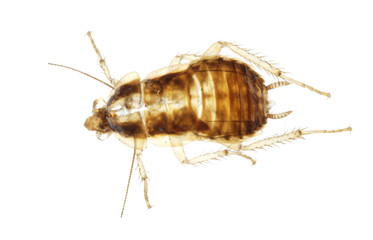 Cockroach insect molt