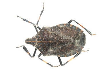 insect sting bug