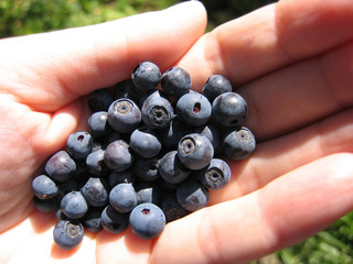 handful of fresh blueberries