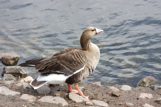 bird goose in Moscow Zoo