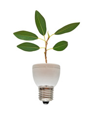 Tree growing from base of fluorescent lamp