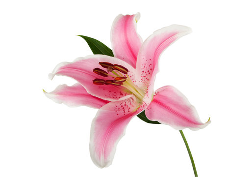 Fototapeta pink lily with exact hand made clipping path