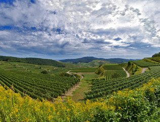 Kaiserstuhl, Weinbaugebiet