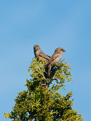 House Sparrows