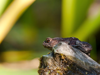 Toad