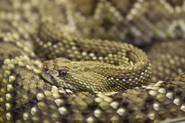 Horned Viper