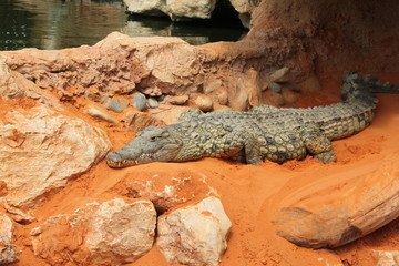 Crocodile sur sable