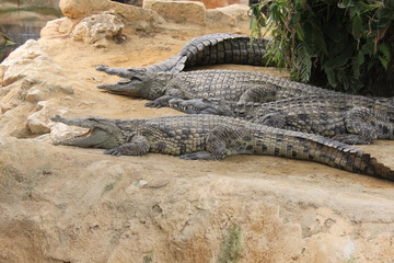 Rassemblement de crocodiles