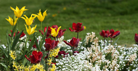 Obraz premium Frühling