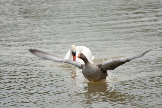 Greylag goose takes off to escape swan