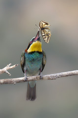 Bee-eater, Merops apiaster