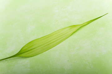 Obraz premium Green fresh bamboo leaf