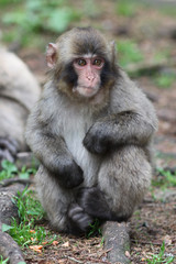 Macaque