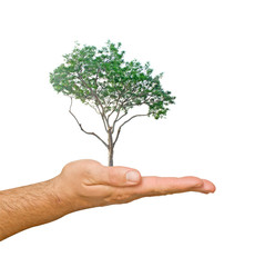Pine tree on palm as a symbol of nature protection