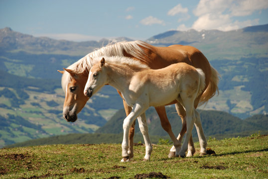 Pferde auf der Seiseralm