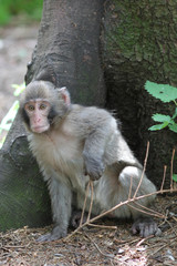 Macaque