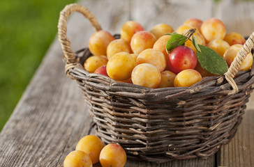 Basket full of fresh mirabelle plums