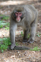 Macaque